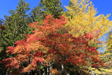 高野山の秋景色