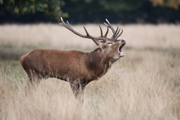 Red Deer, Deers, Cervus elaphus - Rut time.