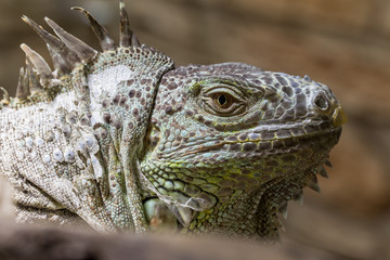 Closeup of an iguana reptil face 2
