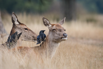 Red Deer, Deers, Cervus elaphus - Rut time.