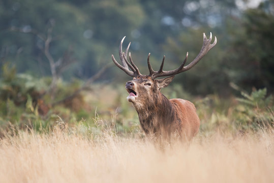 Red Deer, Deers, Cervus elaphus - Rut time.