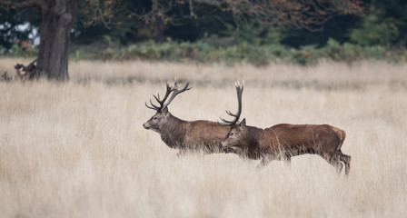Red Deer, Deers, Cervus elaphus - Rut time.
