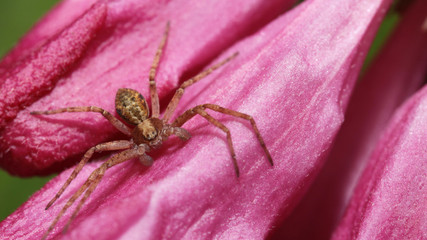 Little spider