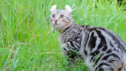 Foto op Plexiglas American Curl cat On the lawn © Nitiphonphat