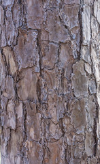Tree bark