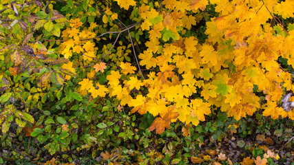 Yellow and green leaves on the bushes. Autumn background.