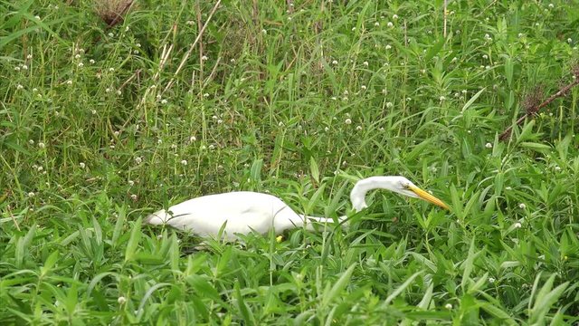 Great Egret catches a fish in a marsh at Sabine National Wildlife Refuge in Louisiana