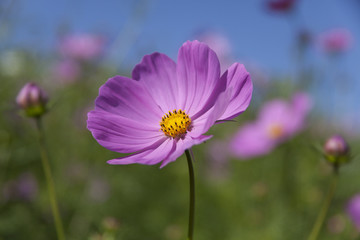 Fototapeta premium 昭和公園のコスモス