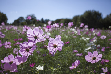 昭和公園のコスモス