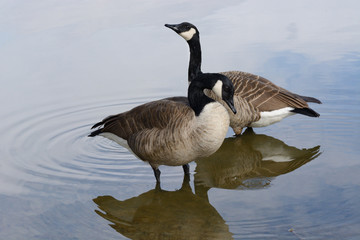 Two Canada geese in lake and reflections