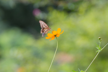 노란 코스모스와 나비