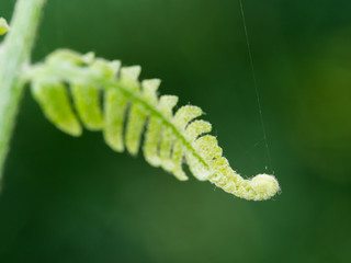 Fototapeta premium Spiral Leaves of Golden Moss