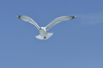 Seagull, North Shore, Massachusetts