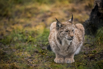 Close-up portrait of Eurasian Lynx in the autumn forest in the Arctic Norway. Cute wild cat has big paws, warm fur and black tufts on its ears.