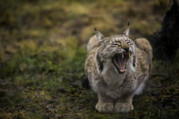 Fototapeta premium Close-up portrait of Eurasian Lynx yawning in the autumn forest in the Arctic Norway. Cute wild cat has big paws, warm fur and black tufts on its ears.
