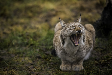 Close-up portrait of Eurasian Lynx yawning in the autumn forest in the Arctic Norway. Cute wild cat has big paws, warm fur and black tufts on its ears.
