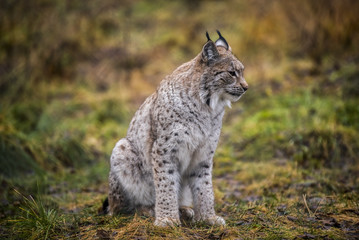Naklejka na ściany i meble Close-up portrait of Eurasian Lynx in the autumn forest in the Arctic Norway. Cute wild cat has big paws, warm fur and black tufts on its ears.