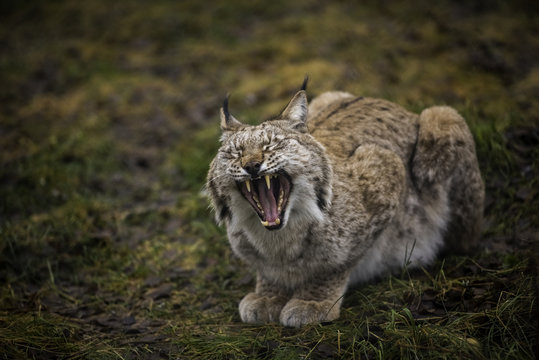 Close-up portrait of Eurasian Lynx yawning in the autumn forest in the Arctic Norway. Cute wild cat has big paws, warm fur and black tufts on its ears. - Powered by Adobe