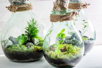 Stunning live plants in a jar with self ecosystem