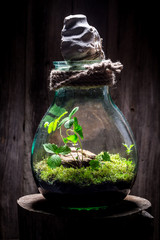 Wonderful jar with piece of forest, save the earth idea