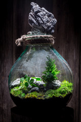 Beautiful live plants in a jar, save the earth concept