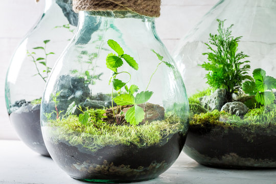 Beautiful live plants in a jar, save the earth idea