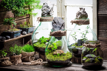 Amazing jar with live forest as new life concept
