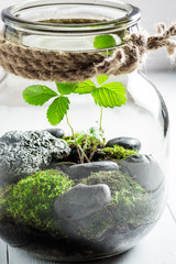 Amazing jar with live forest, save the earth concept