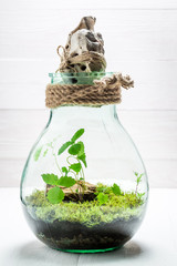 Small live plants in a jar with self ecosystem