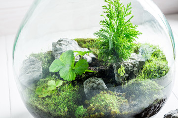 Amazing live plants in a jar, save the earth concept