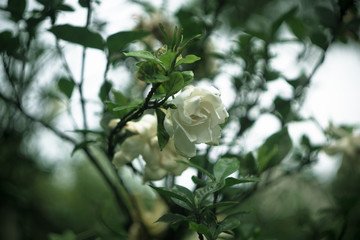 Fototapeta premium gardenia 栀子花