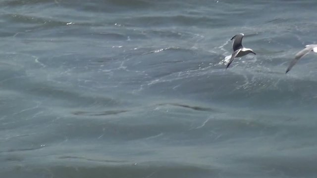 Seagulls over the sea surface. Slow motion clip.