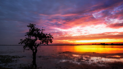 Fototapeta na wymiar Silhouette tree in sunset.