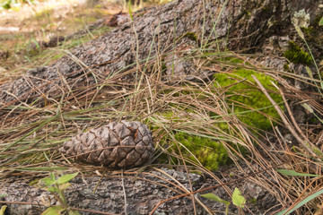 Pine cones in the grass