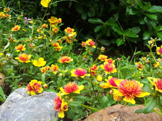 Purslane flowers and rocks in the garden. Landscape of purslane flowers garden