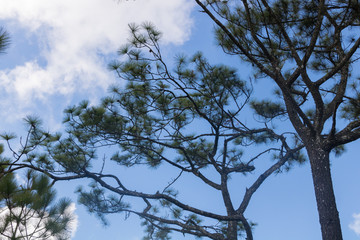  tree and cloudless blue sky, copy space
