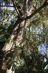 Tree Trunk and Branches #2