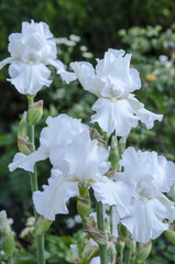 White Iris Blooms