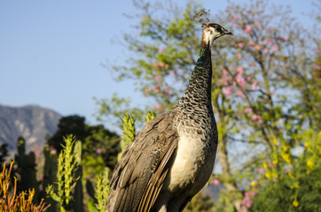 Female Peacock