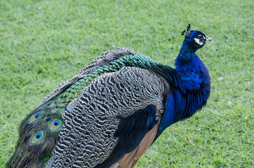 Fototapeta premium Male Peacock #3