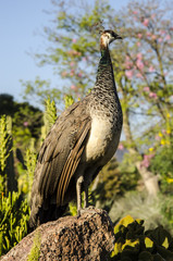 Female Peacock