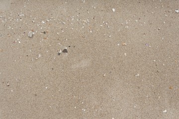  sand  textureon the beach in the summer for background. 