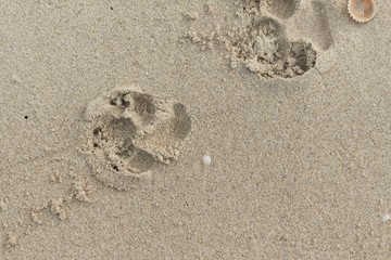foot dog on the Sand. 