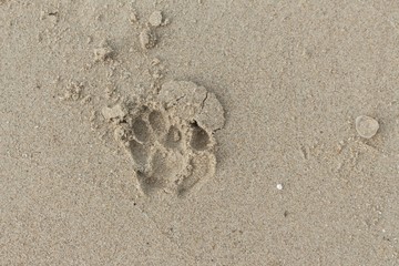 foot dog on the Sand. 