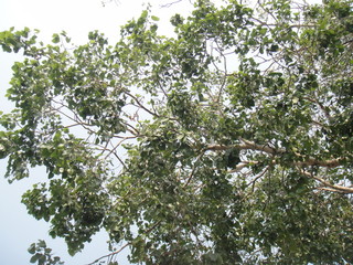 Bodhi Tree