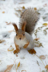 Naklejka na ściany i meble Siberian squirrel in the snow