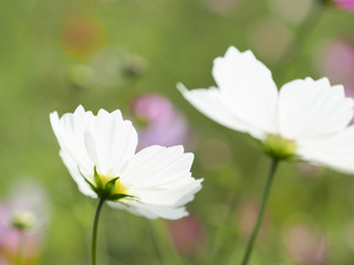 二輪の白いコスモス