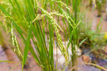 Rice plants and seeds, close up in the filed