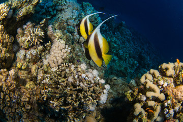 Plakat Butterfly fishes