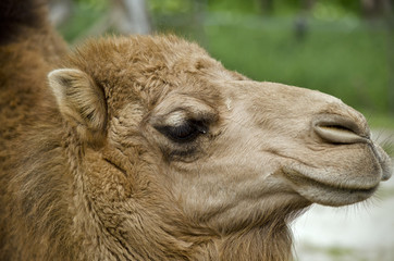 camel